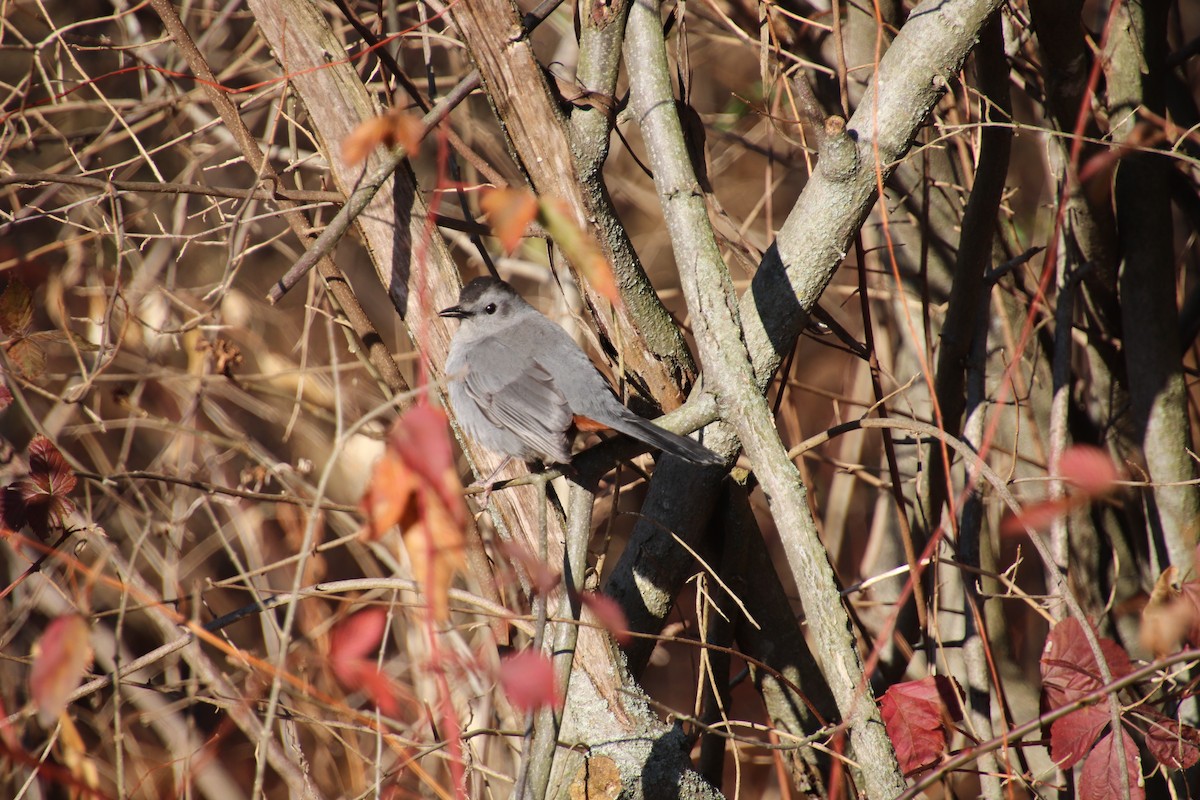 Gray Catbird - ML647471369