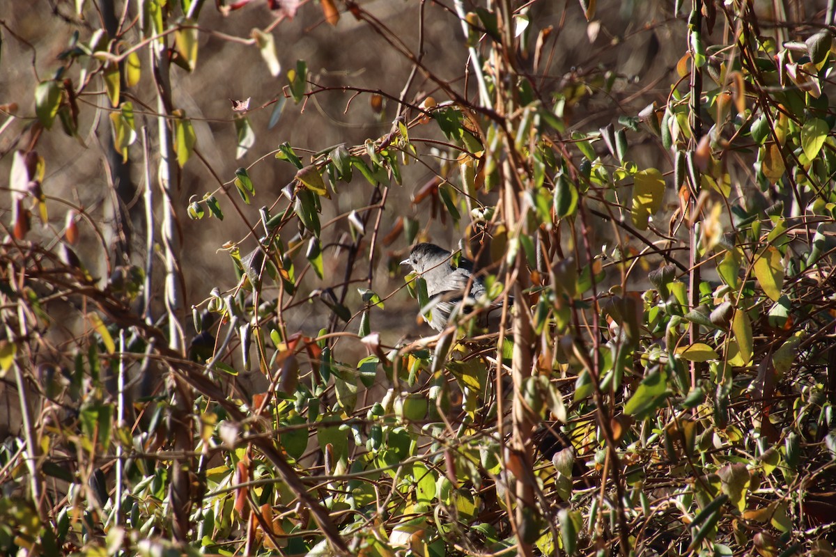 Gray Catbird - ML647471370