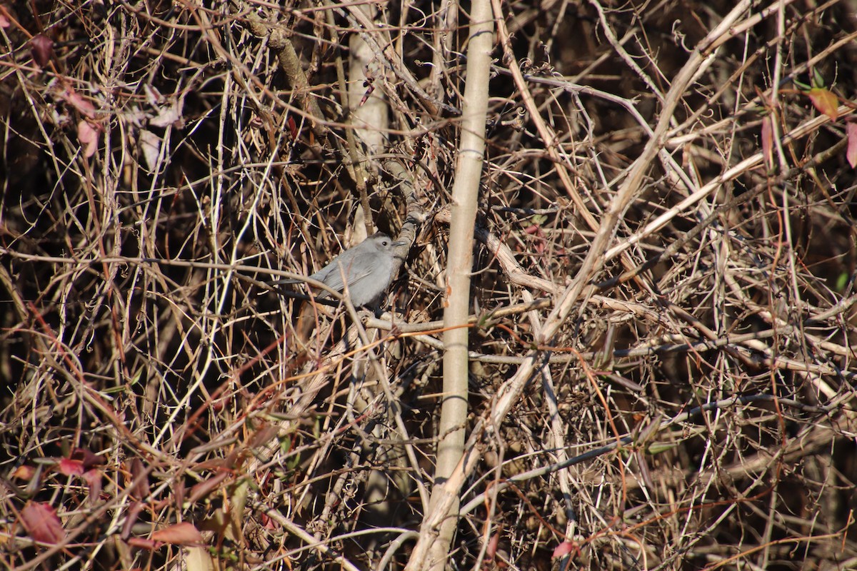 Gray Catbird - ML647471371
