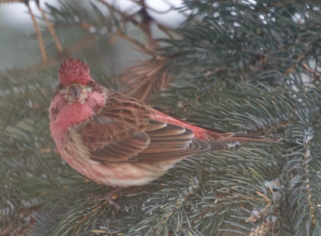 ムラサキマシコ - ML647471398