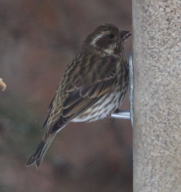 ムラサキマシコ - ML647471399