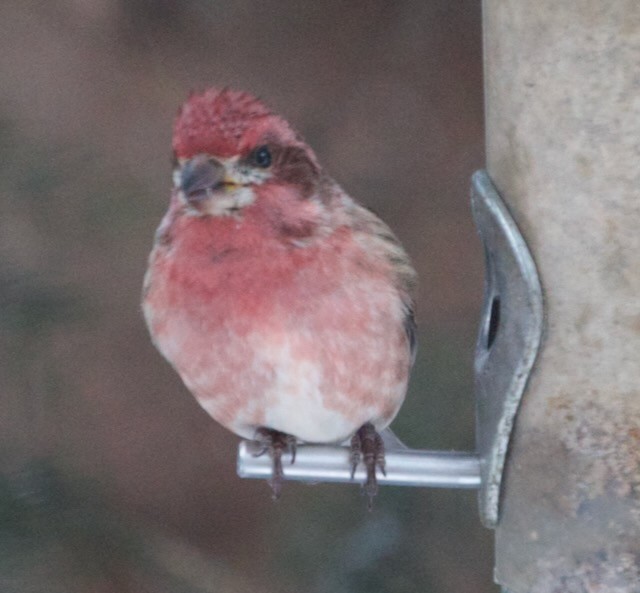 ムラサキマシコ - ML647471400