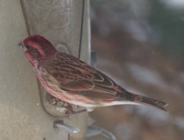 ムラサキマシコ - ML647471401