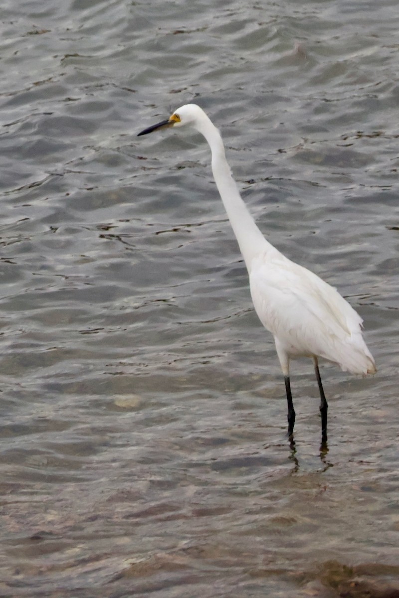 Little Egret - ML647471405
