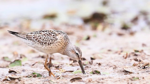 jespák dlouhonohý - ML647471414