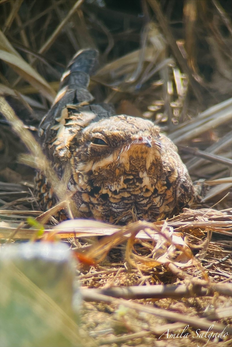 Chotacabras Hindú - ML647471419