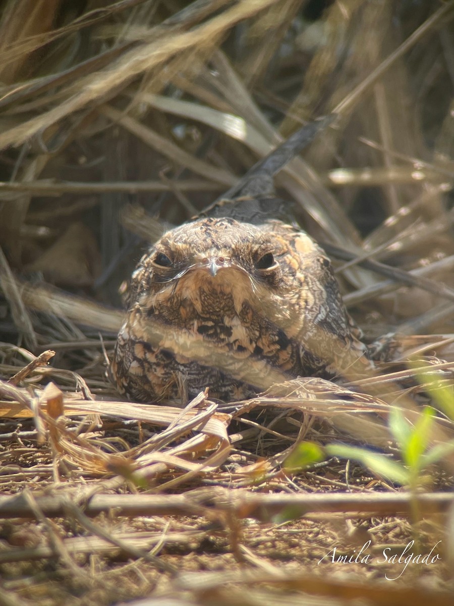 Chotacabras Hindú - ML647471420