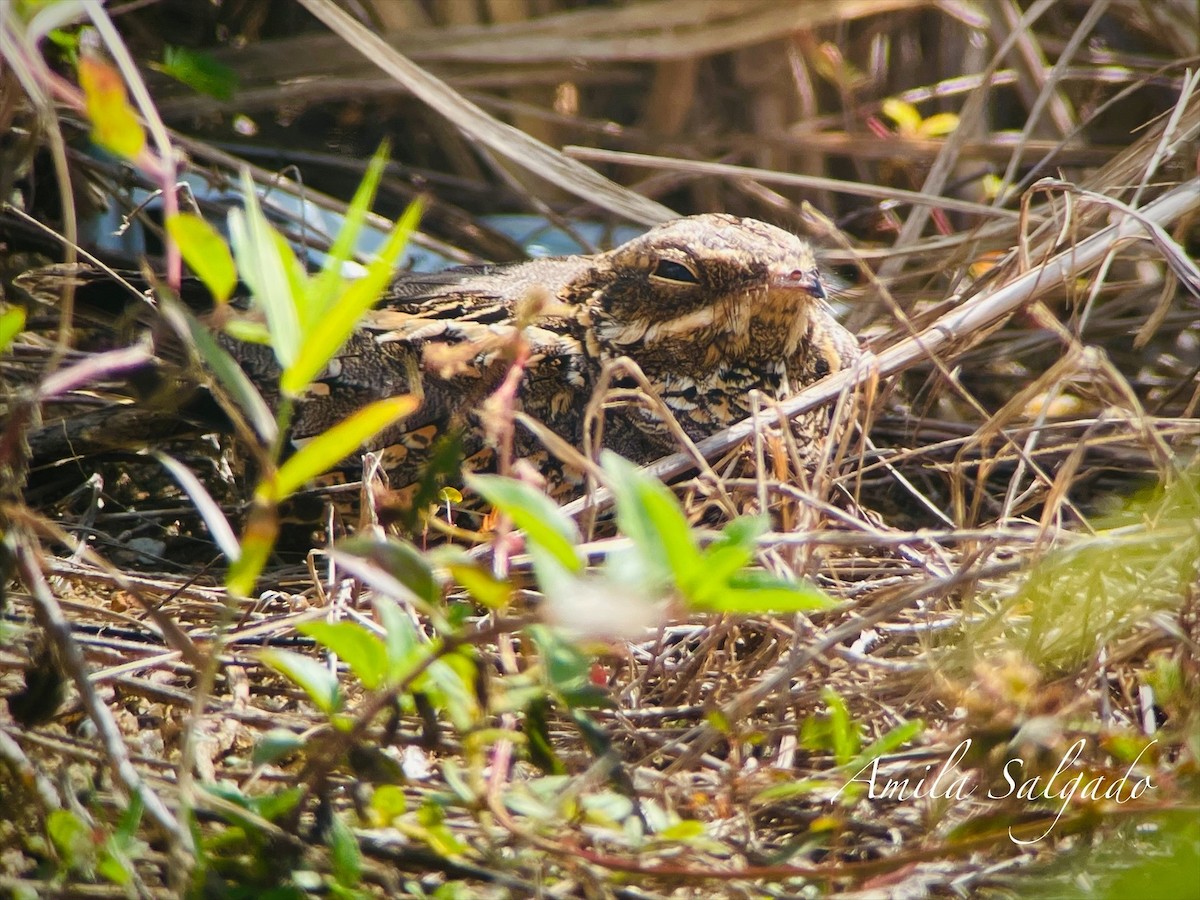 Chotacabras Hindú - ML647471421