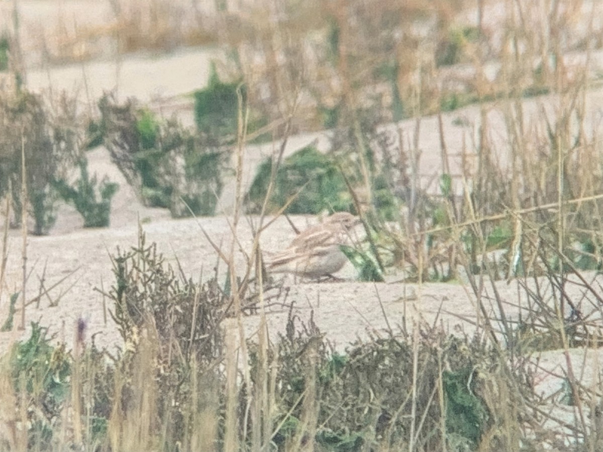 Mediterranean/Turkestan Short-toed Lark - ML647471441