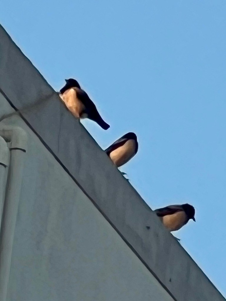 Rosy Starling - ML647471478