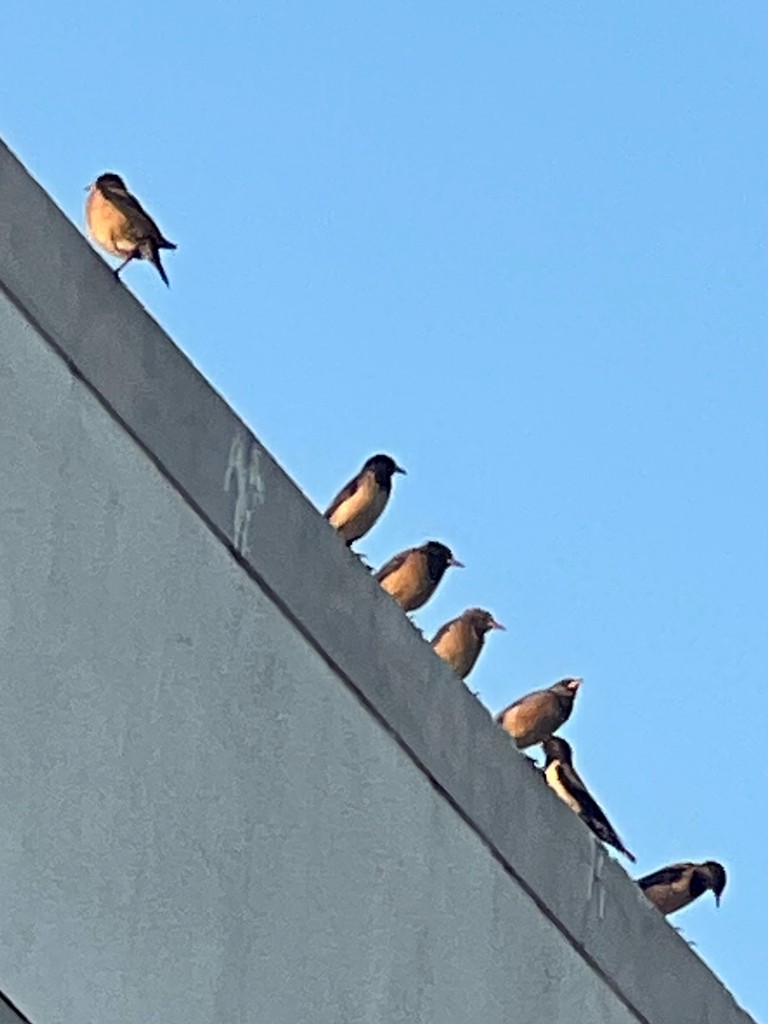 Rosy Starling - ML647471479