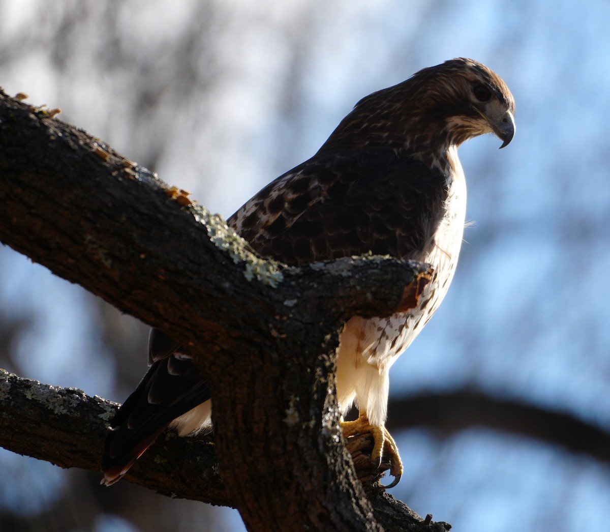 Red-tailed Hawk - ML647471492