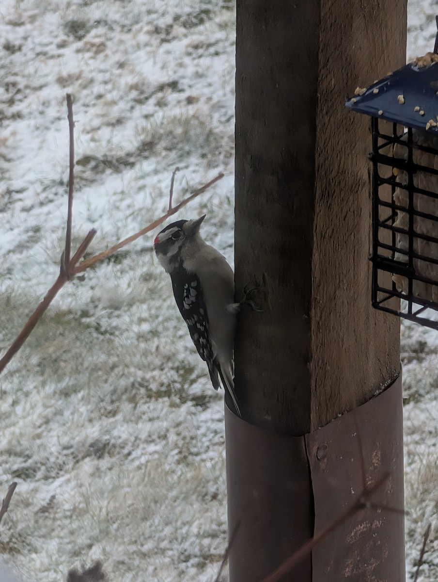 Dunenspecht (pubescens/medianus) - ML647471493