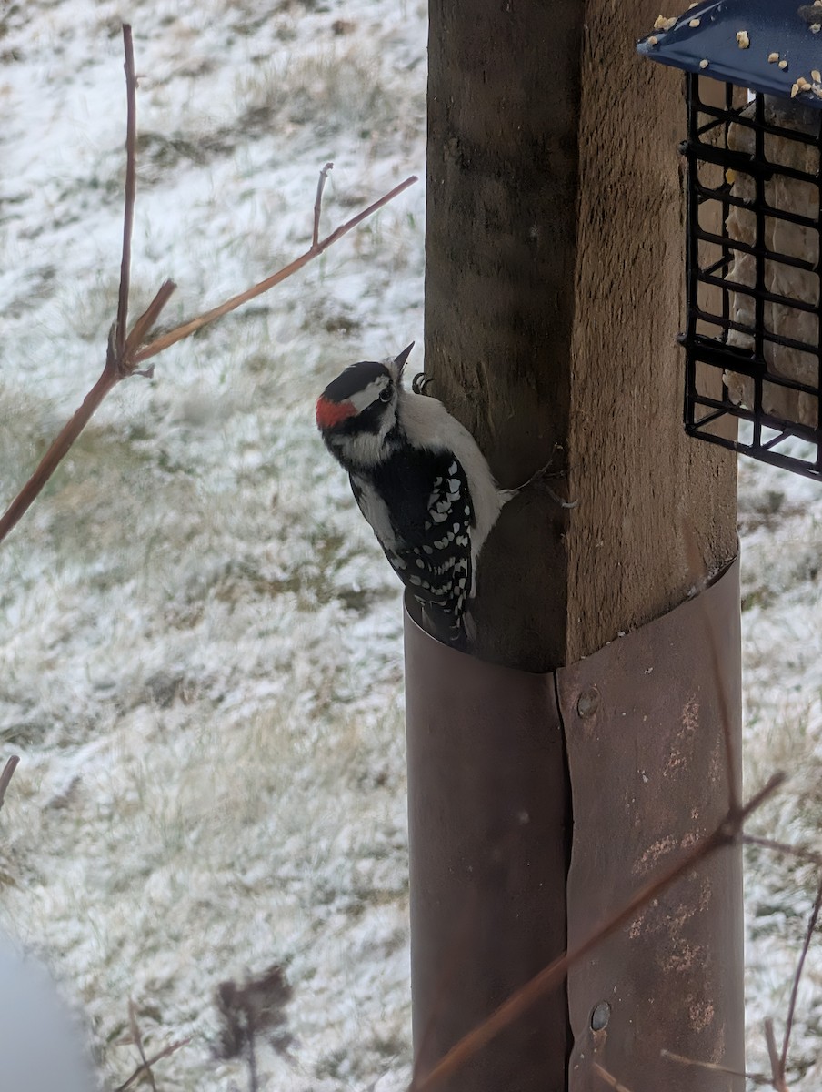 Dunenspecht (pubescens/medianus) - ML647471494