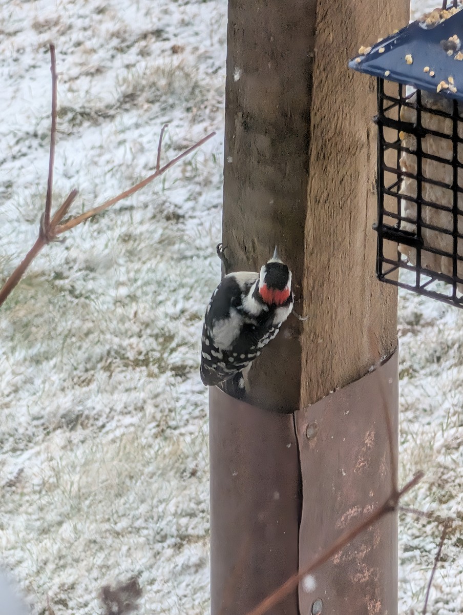 Dunenspecht (pubescens/medianus) - ML647471495