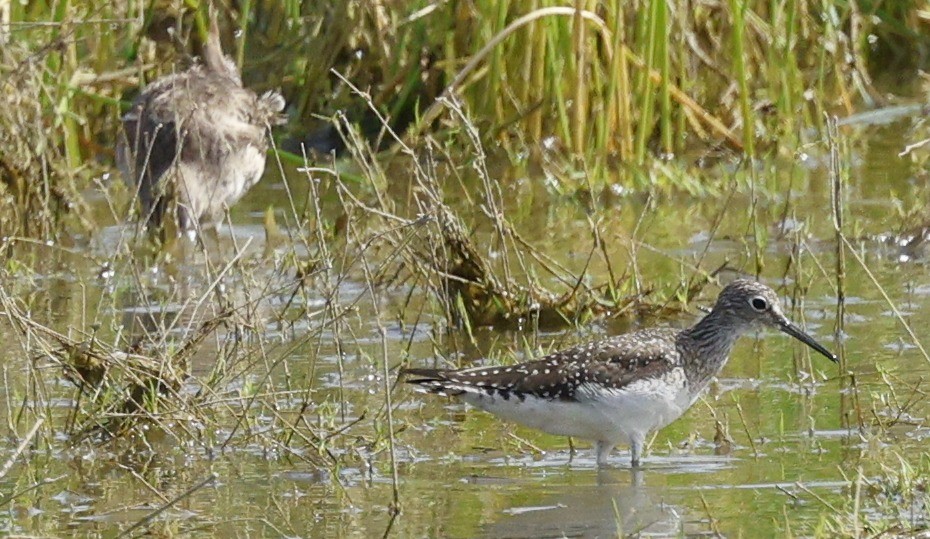 Solitary Sandpiper - ML647471506