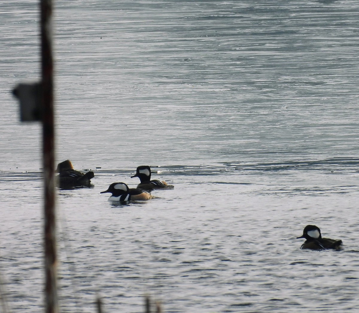 Serreta Capuchona - ML647471517