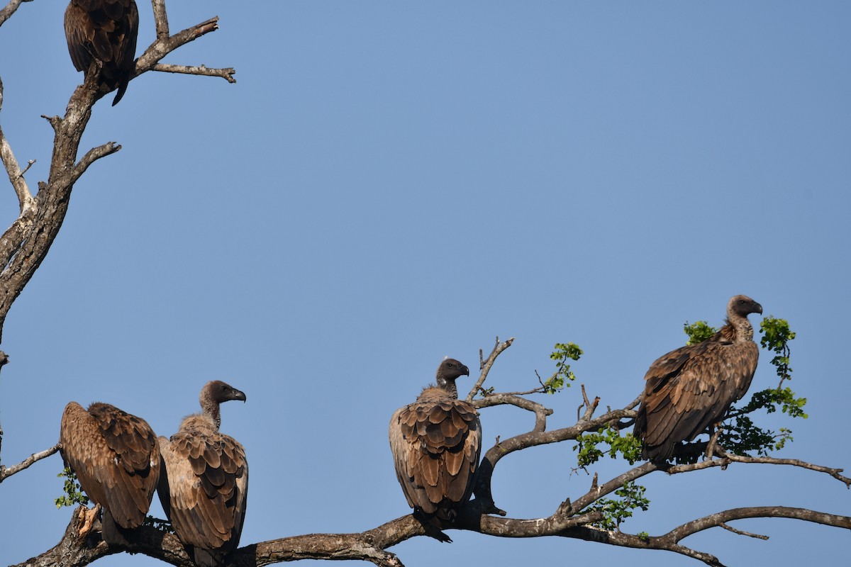 Buitre Dorsiblanco Africano - ML647471520