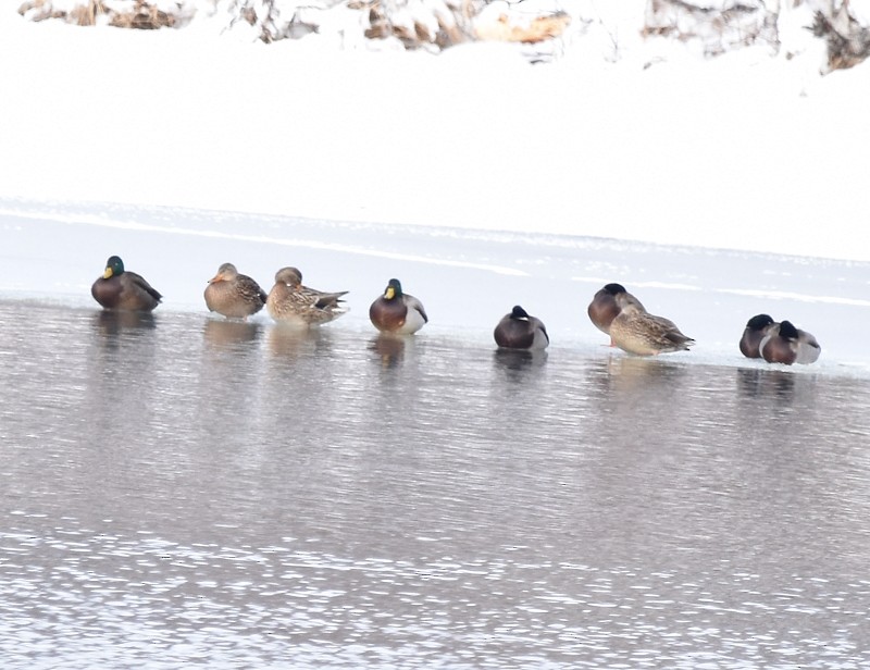 Ánade Azulón - ML647471523