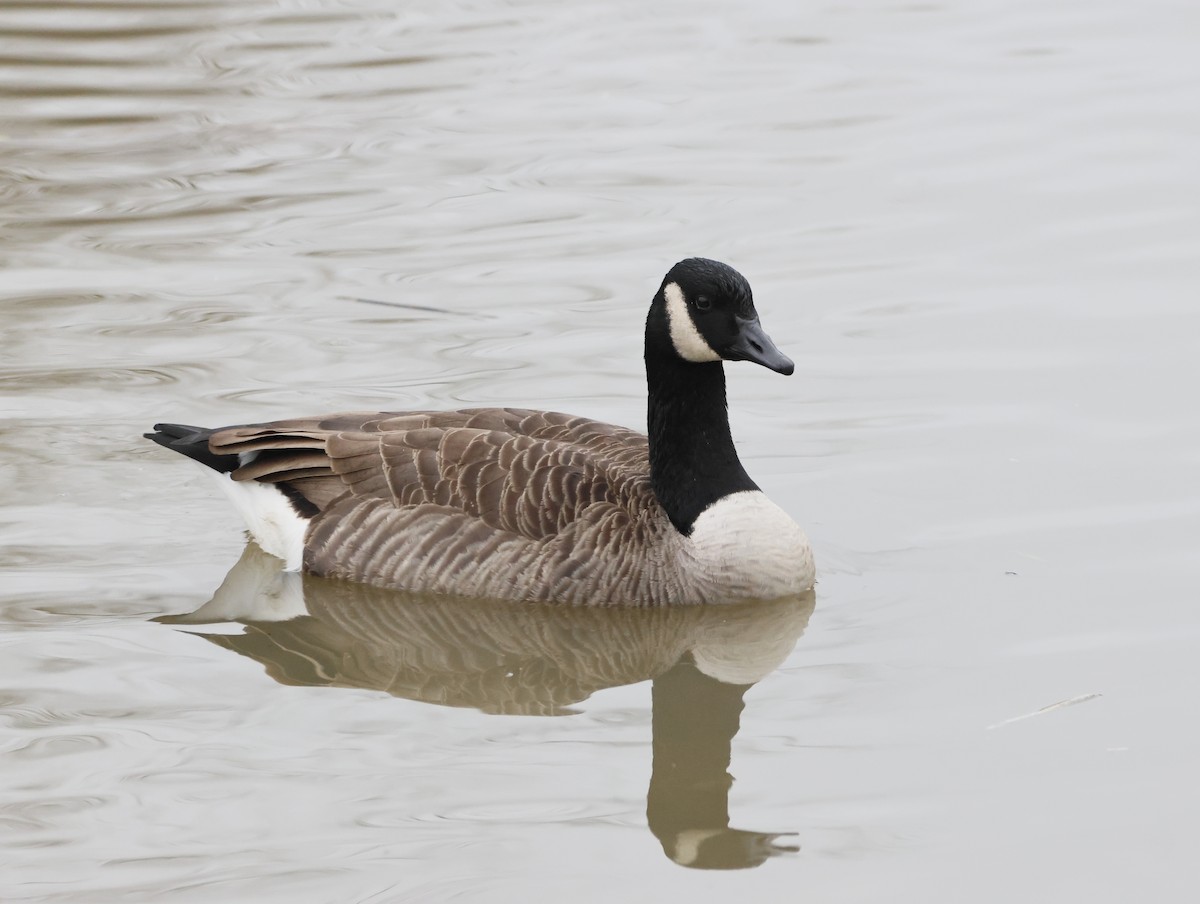 Barnacla Canadiense Grande - ML647471524