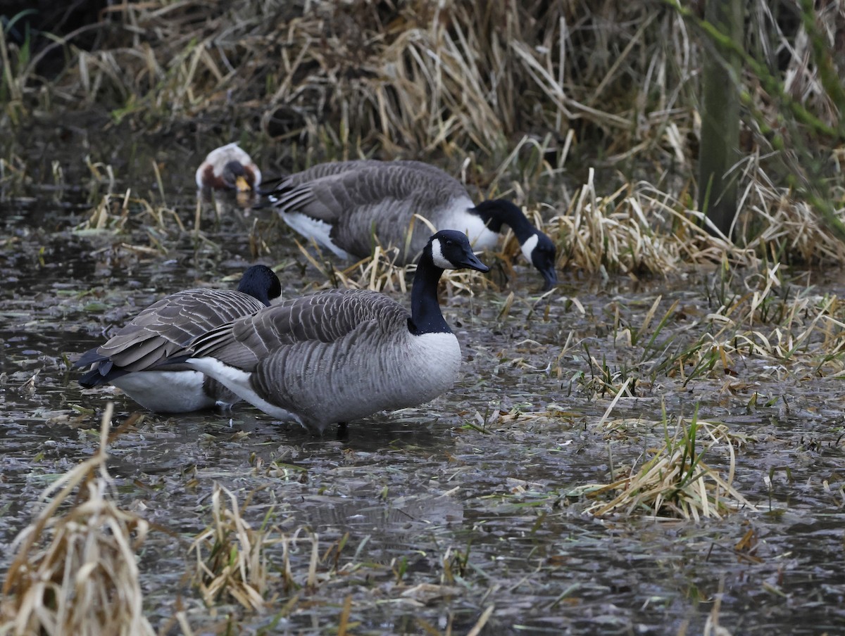 Barnacla Canadiense Grande - ML647471525