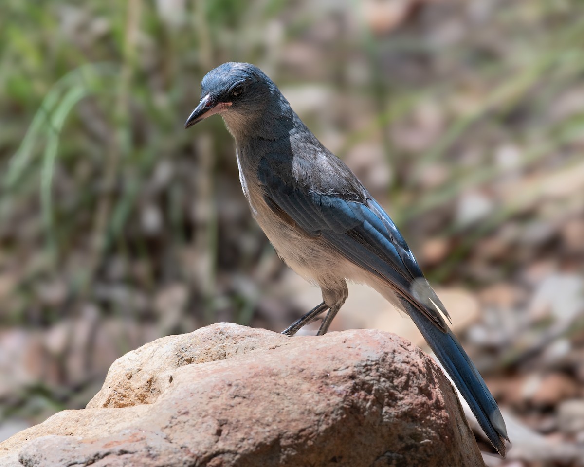 Chara Pechigrís (grupo wollweberi) - ML647471526