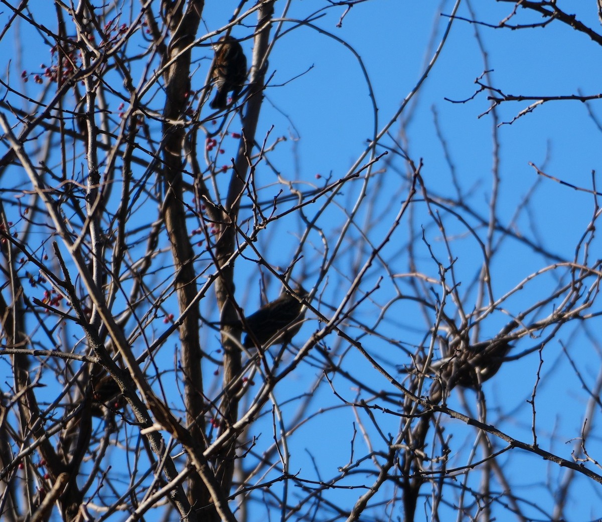 Sargento Alirrojo - ML647471527