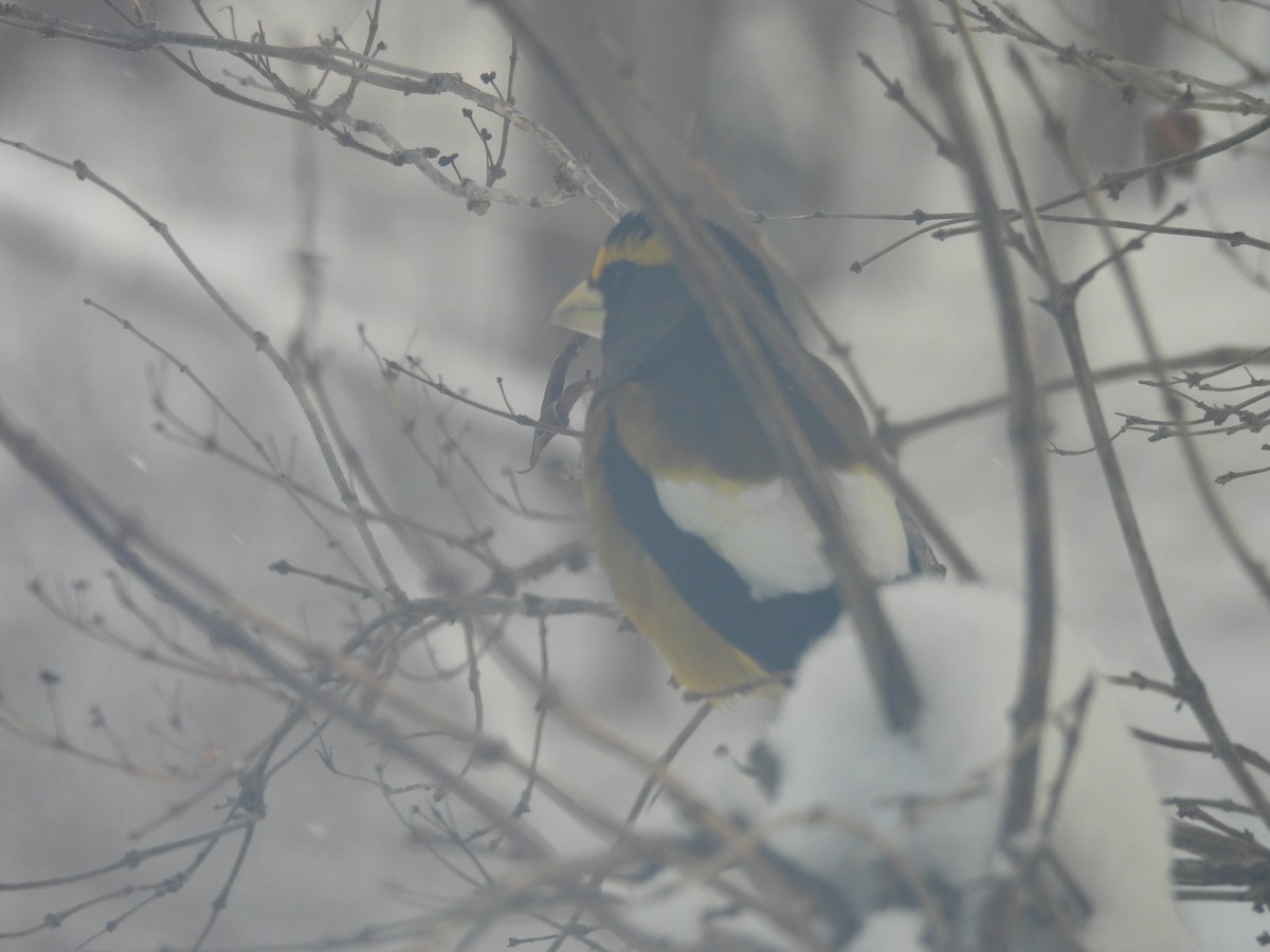 Picogordo Vespertino - ML647471528