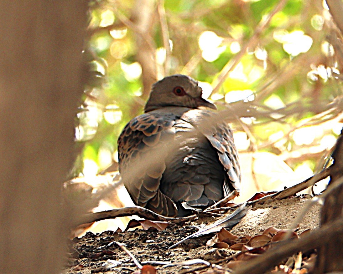 Tórtola Oriental - ML647471531