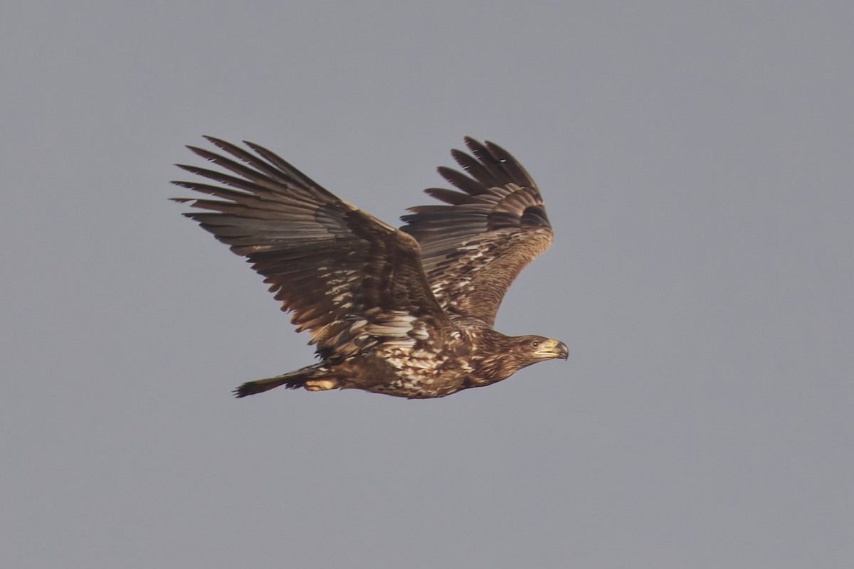 Pigargo Europeo - ML647471536