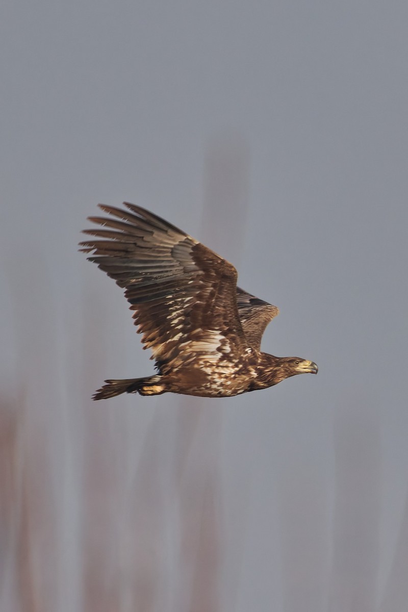 Pigargo Europeo - ML647471537