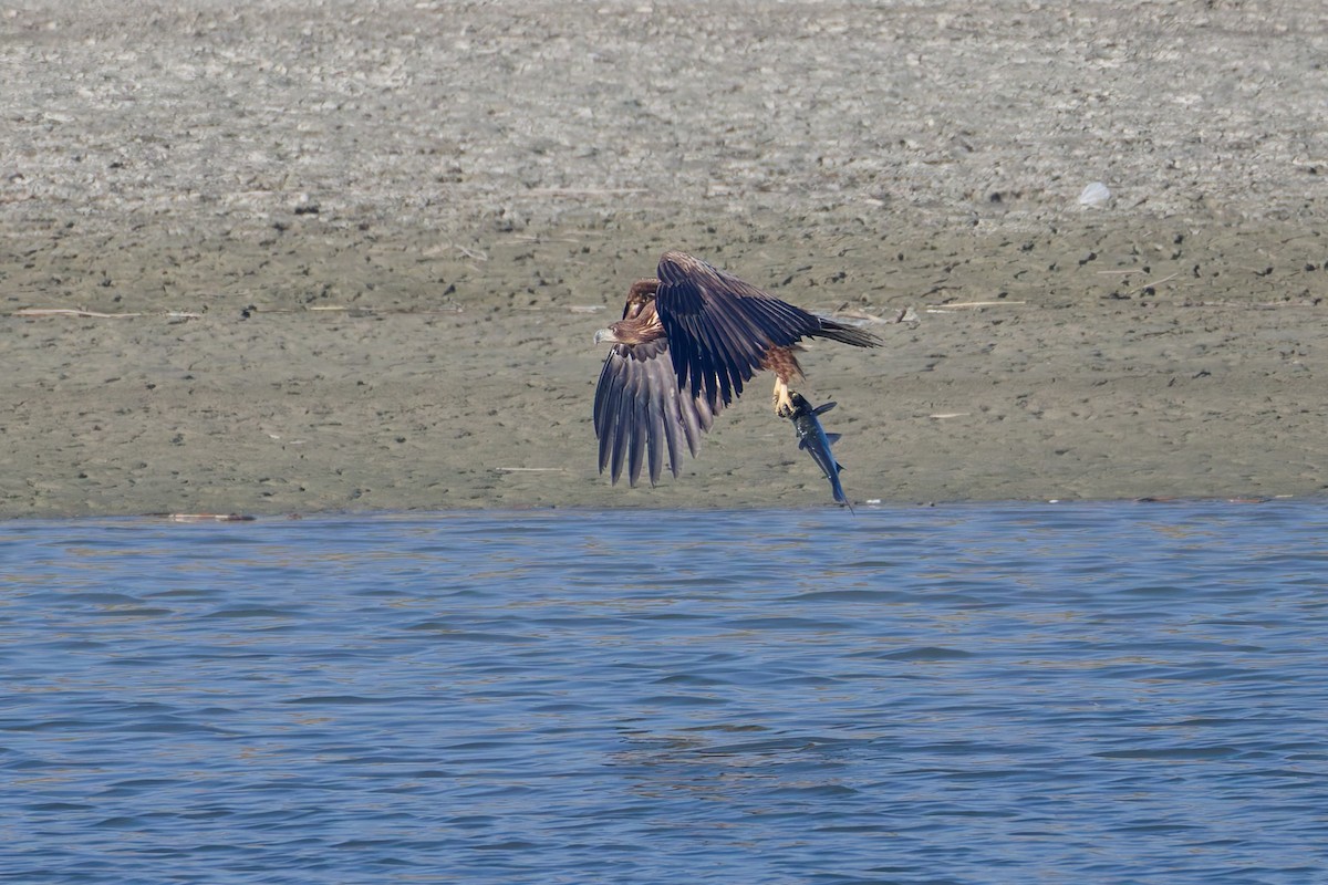 Pigargo Europeo - ML647471538