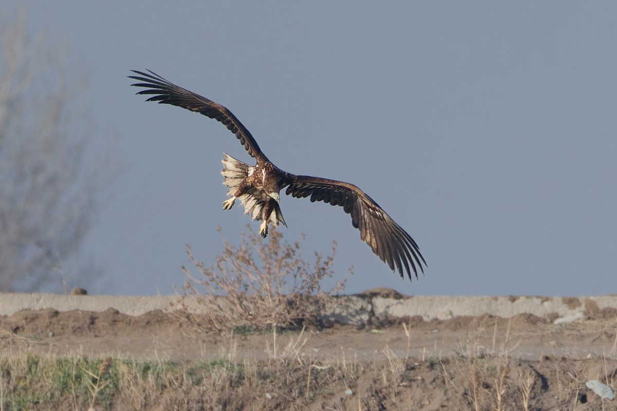 Pigargo Europeo - ML647471539