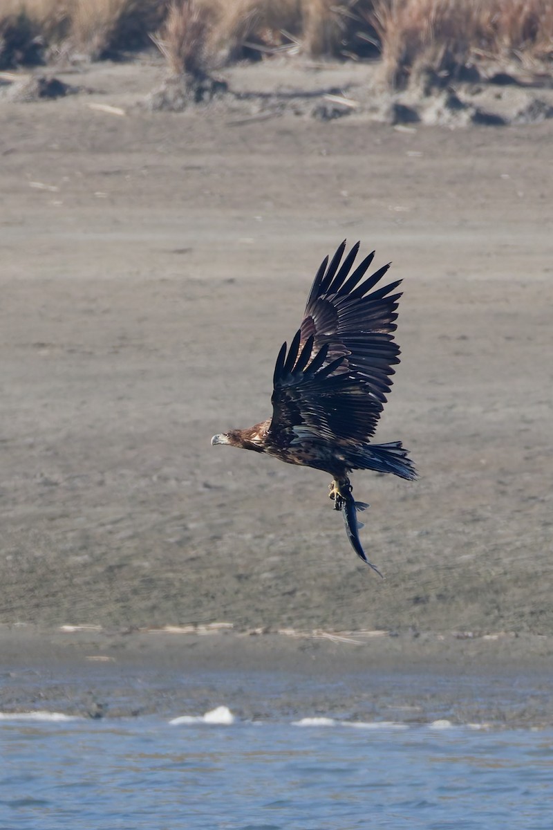 Pigargo Europeo - ML647471541