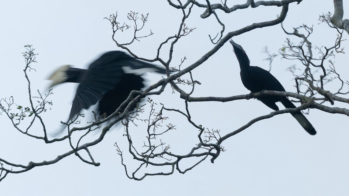 Cálao Malayo - ML647471543