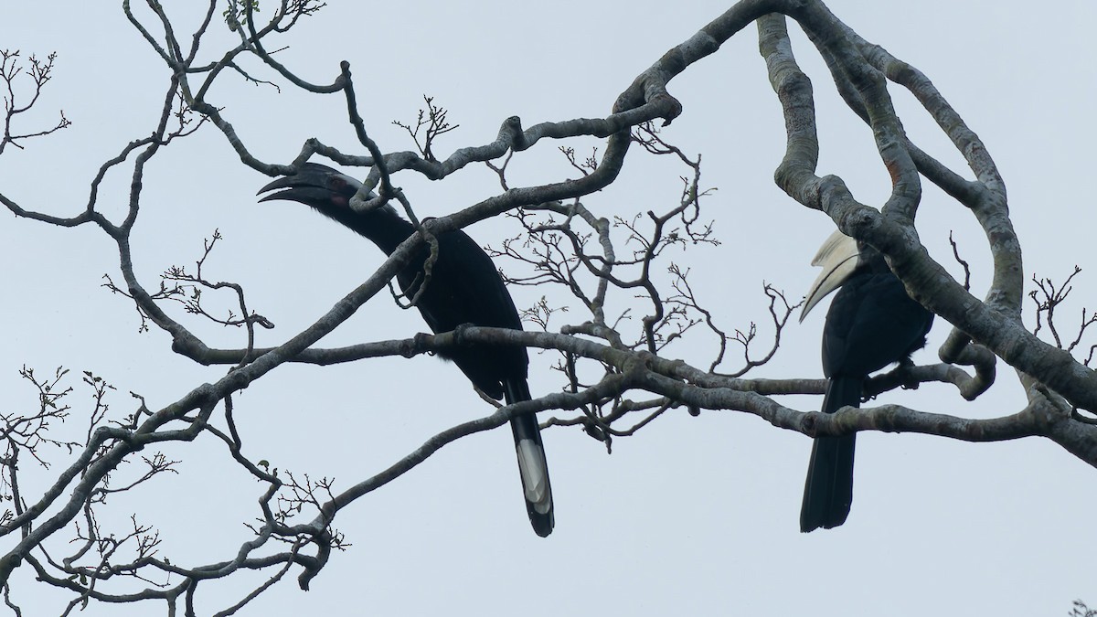 Cálao Malayo - ML647471544