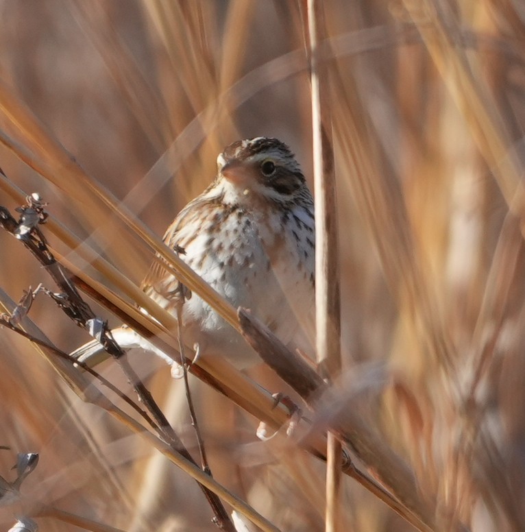 Chingolo Sabanero - ML647471545