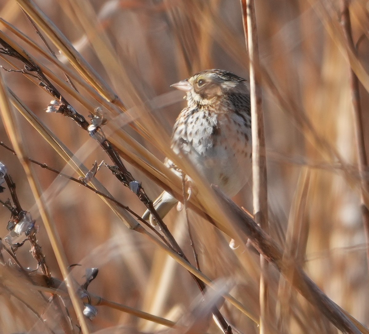 Chingolo Sabanero - ML647471546