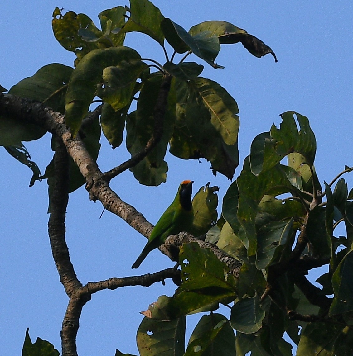 Verdín Frentidorado - ML647471548