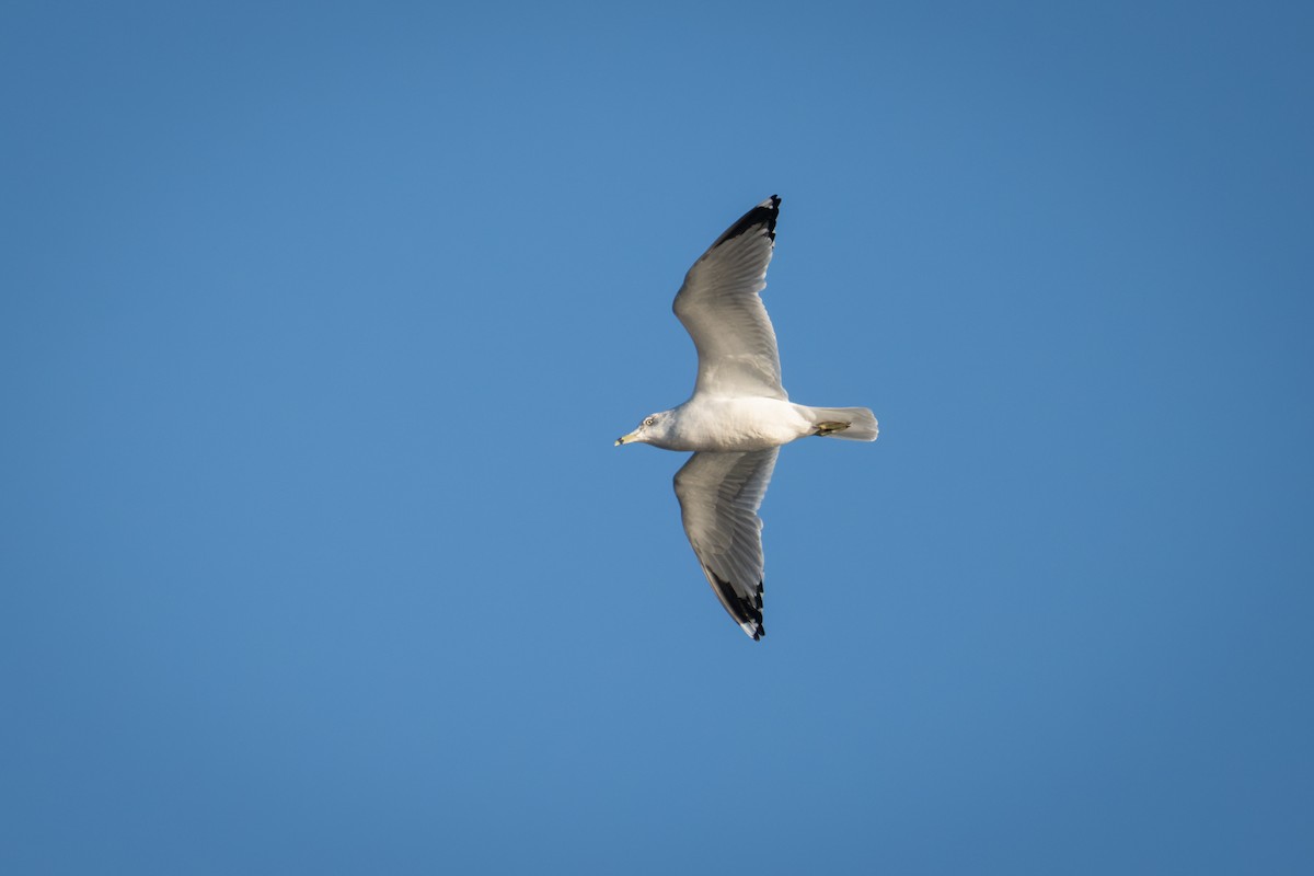 Gaviota de Delaware - ML647471553
