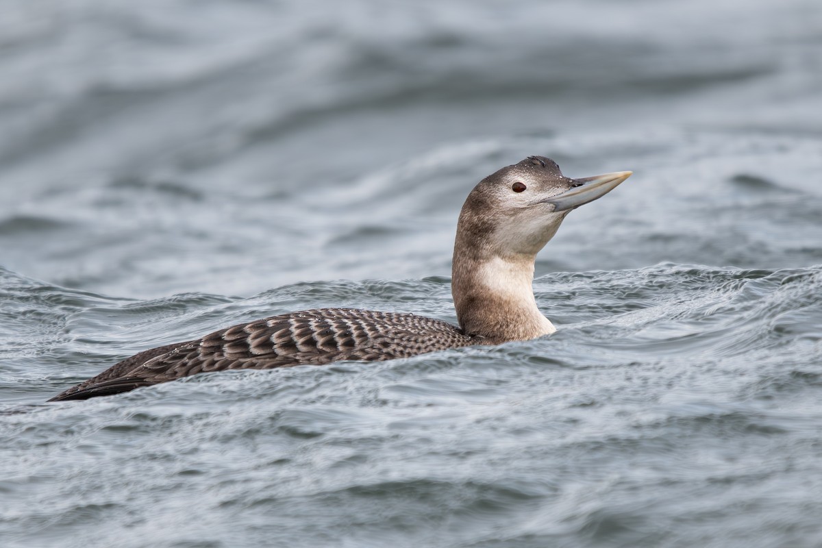 Colimbo de Adams - ML647471556