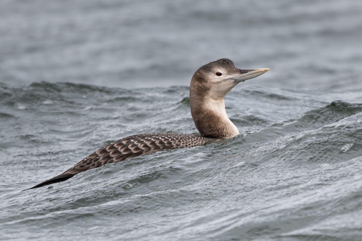 Colimbo de Adams - ML647471557