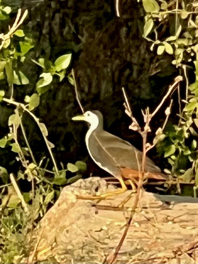 Gallineta Pechiblanca - ML647471560