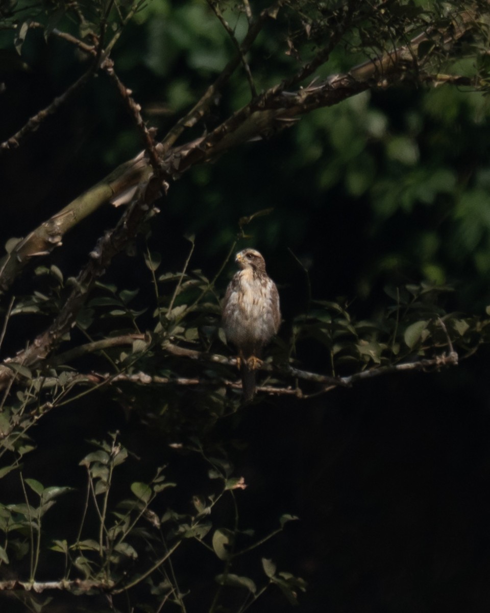 Busardo Tisa - ML647471561