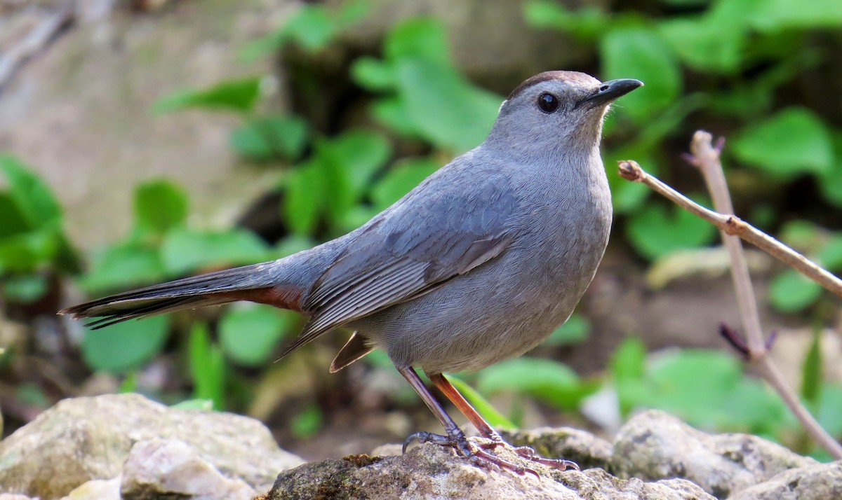 Gray Catbird - ML647471593