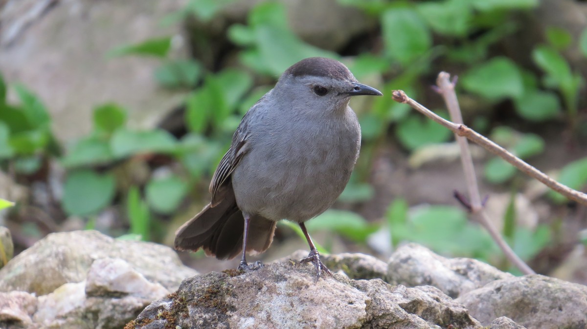 Gray Catbird - ML647471594