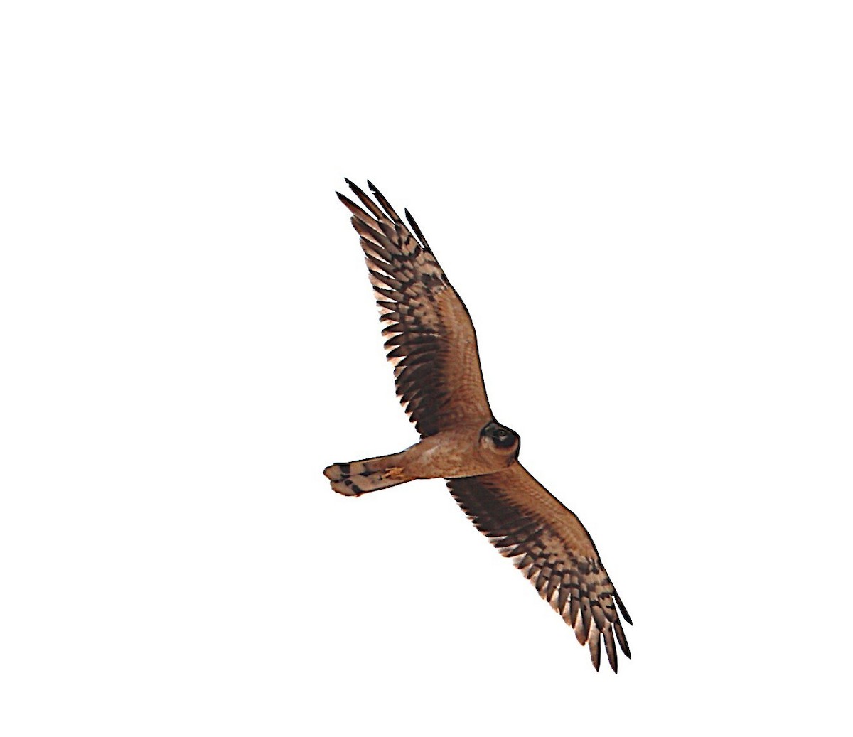 Aguilucho Papialbo - ML647471598