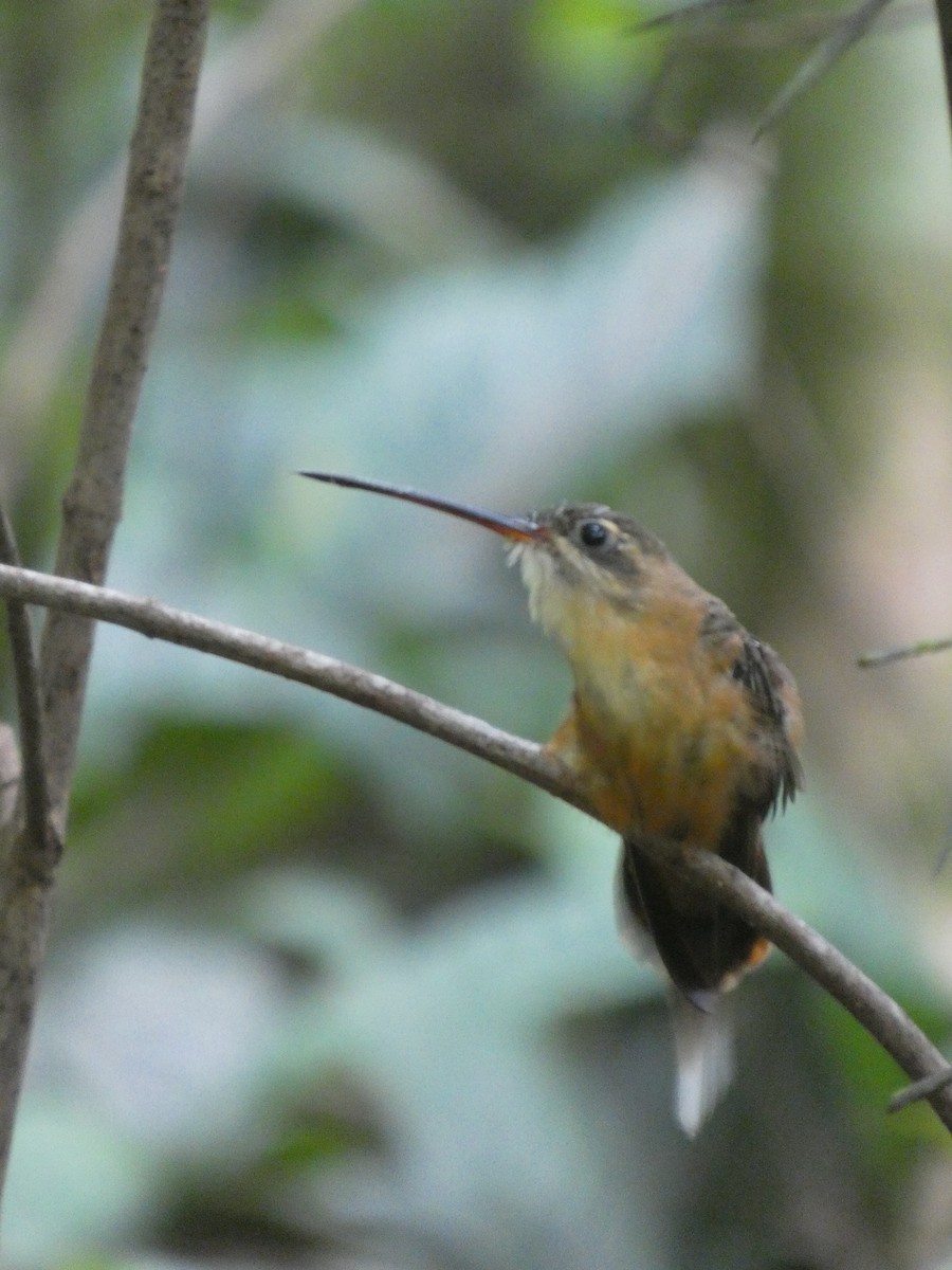 Koepcke's Hermit - ML647471617