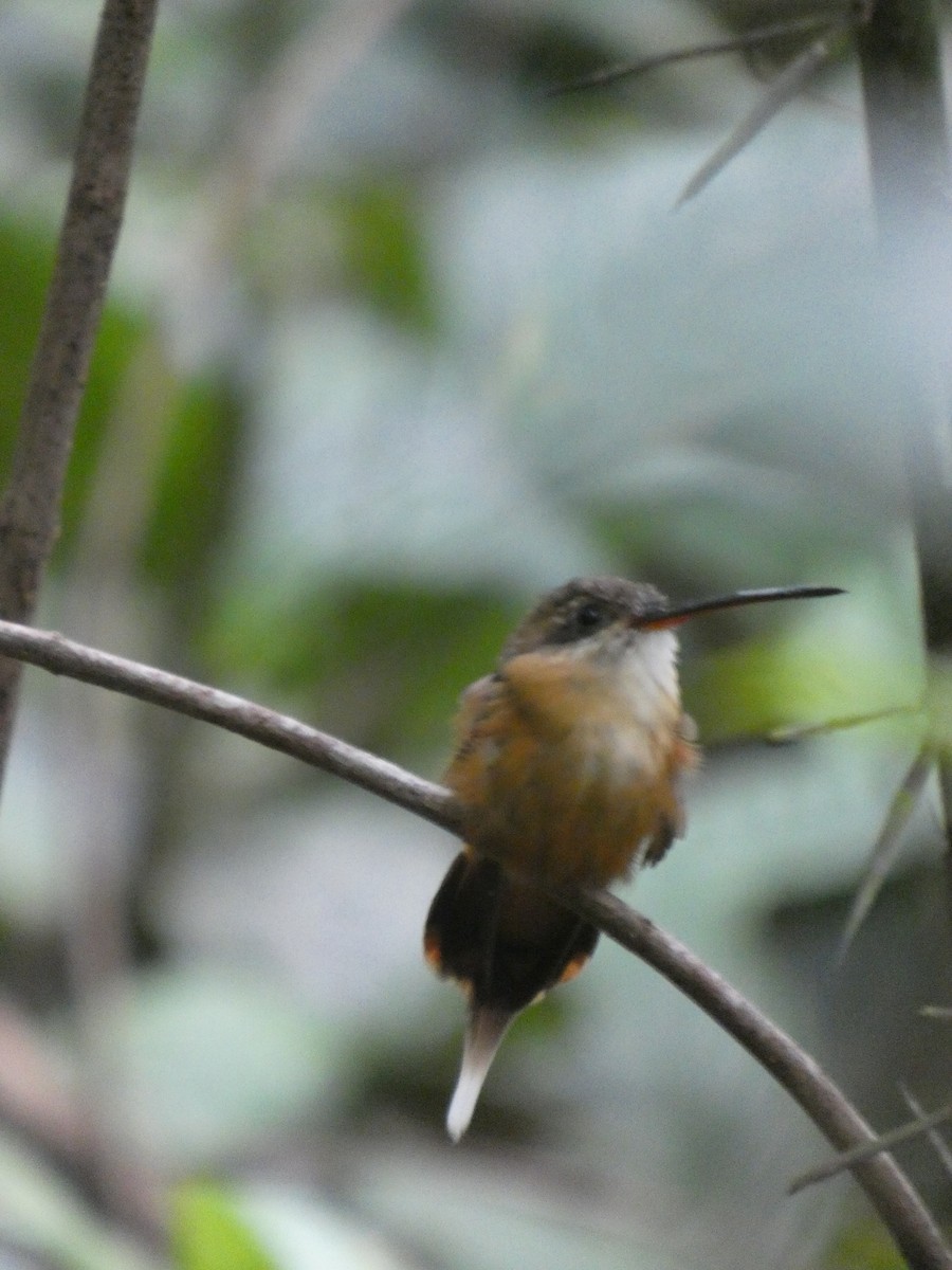 Koepcke's Hermit - ML647471619