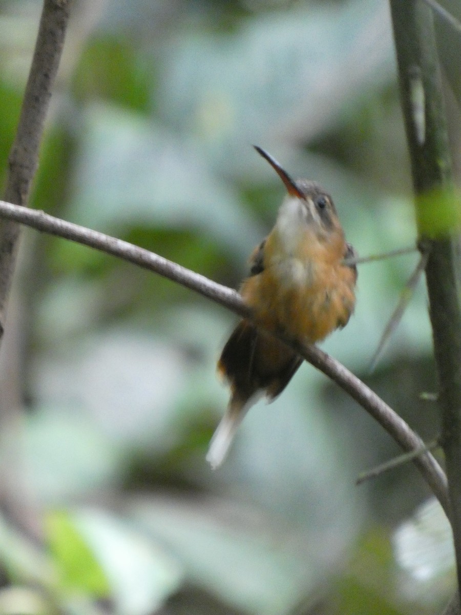 Koepcke's Hermit - ML647471620